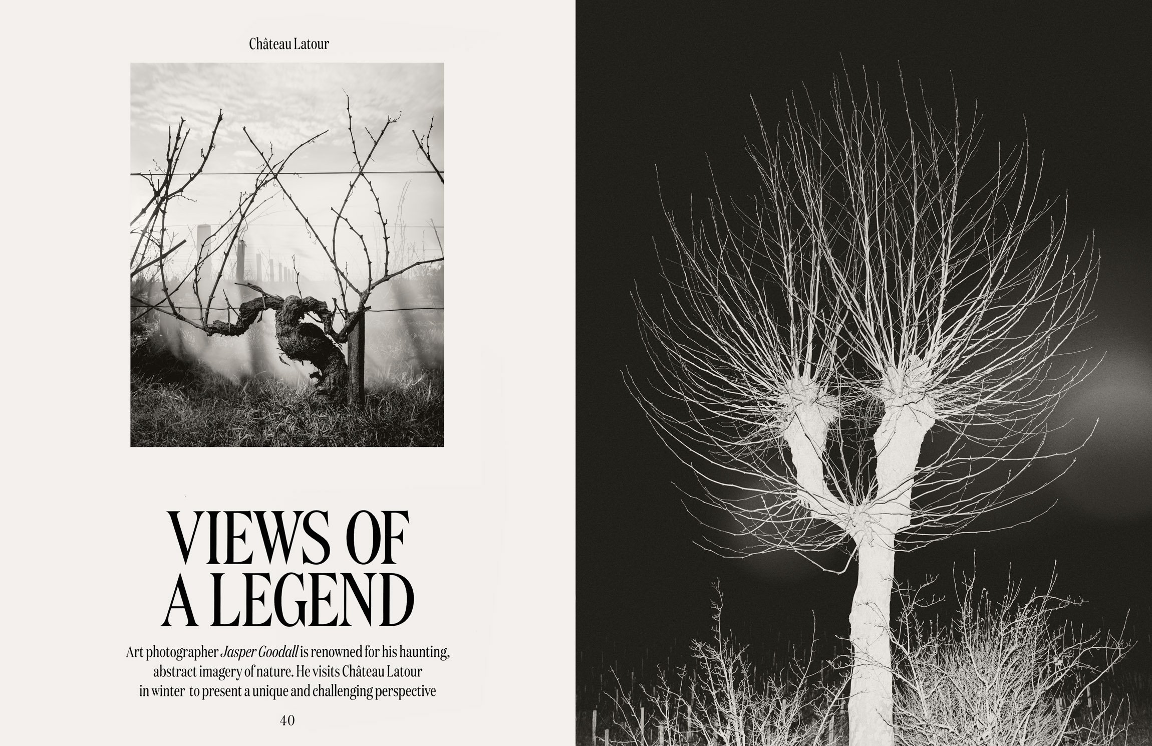 Cabernet vine at Chateau Latour vineyard