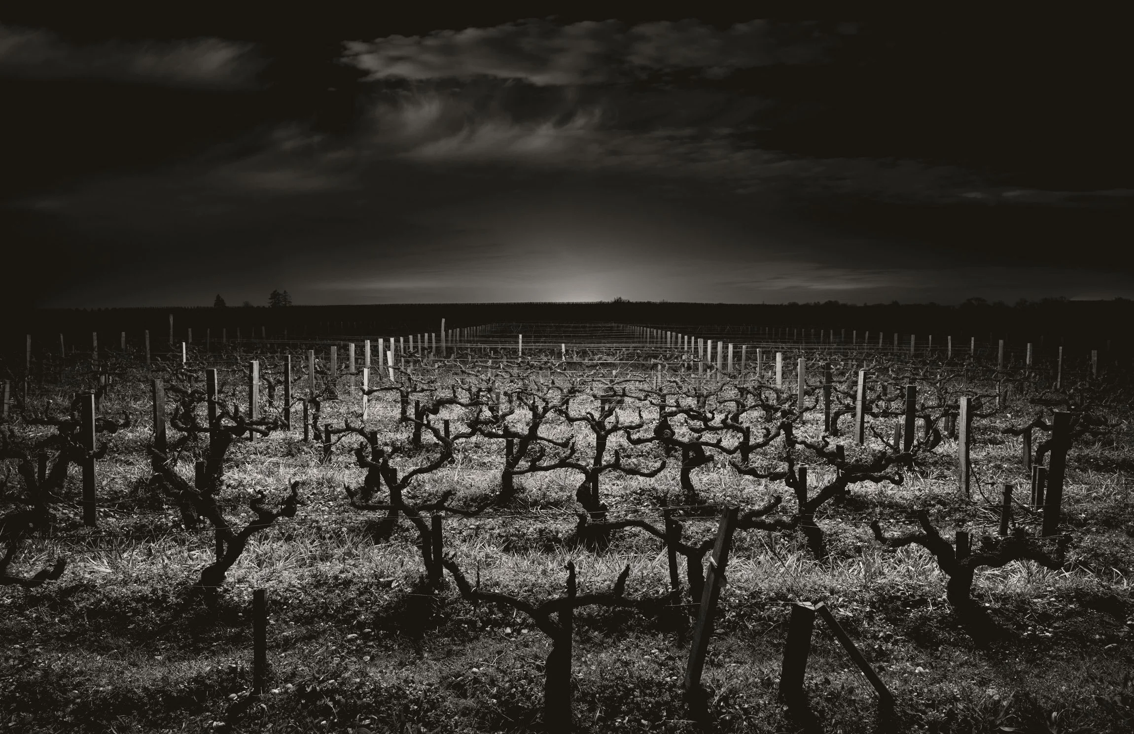 Merlot vines with lights of Pauillac in the distance