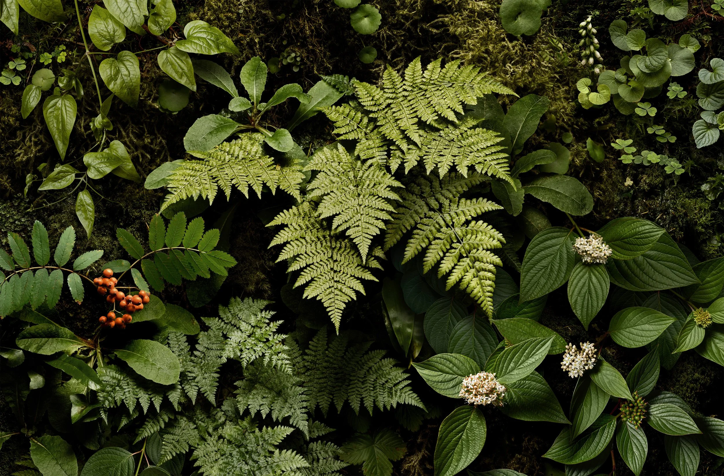verdant banner.jpg