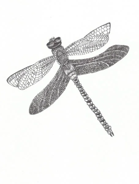Dragonfly drawings