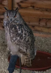 Visiting the owls