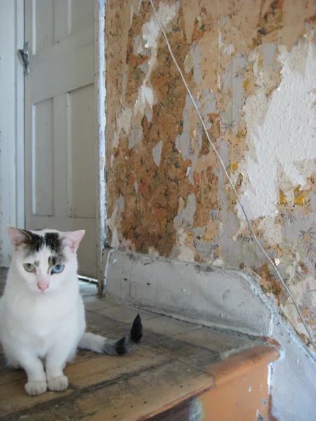 Mouse upstairs