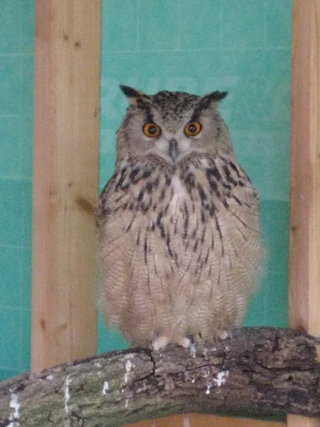owl2