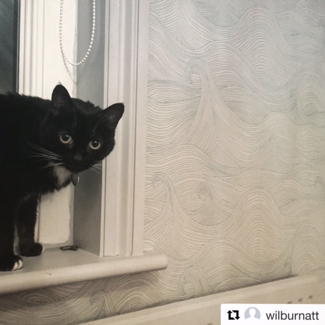 Otto with Seascape wallpaper