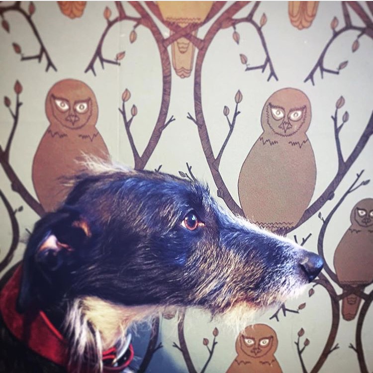 A very handsome hound with Briar Owl gold wallpaper