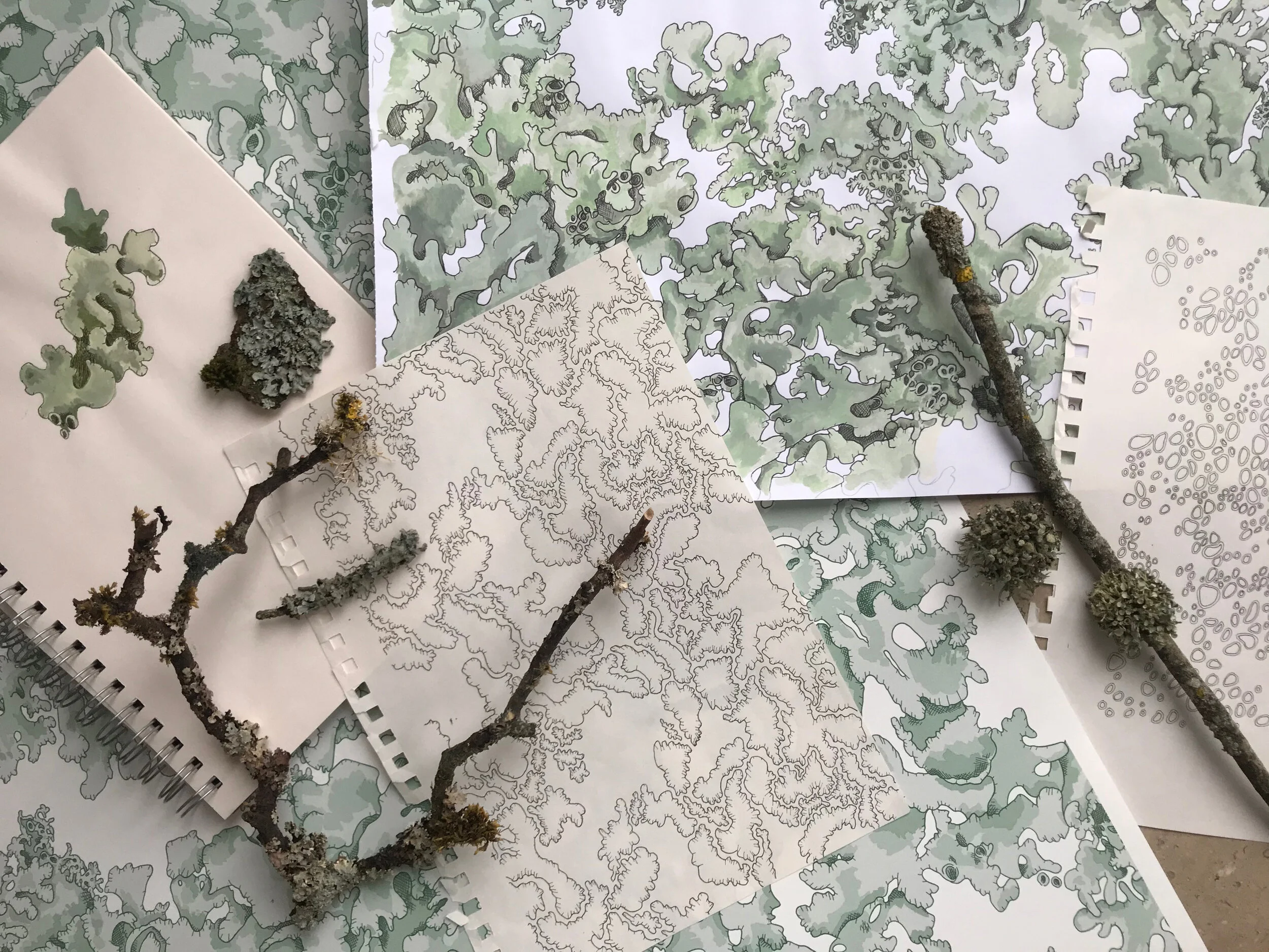 Lichen Design Process