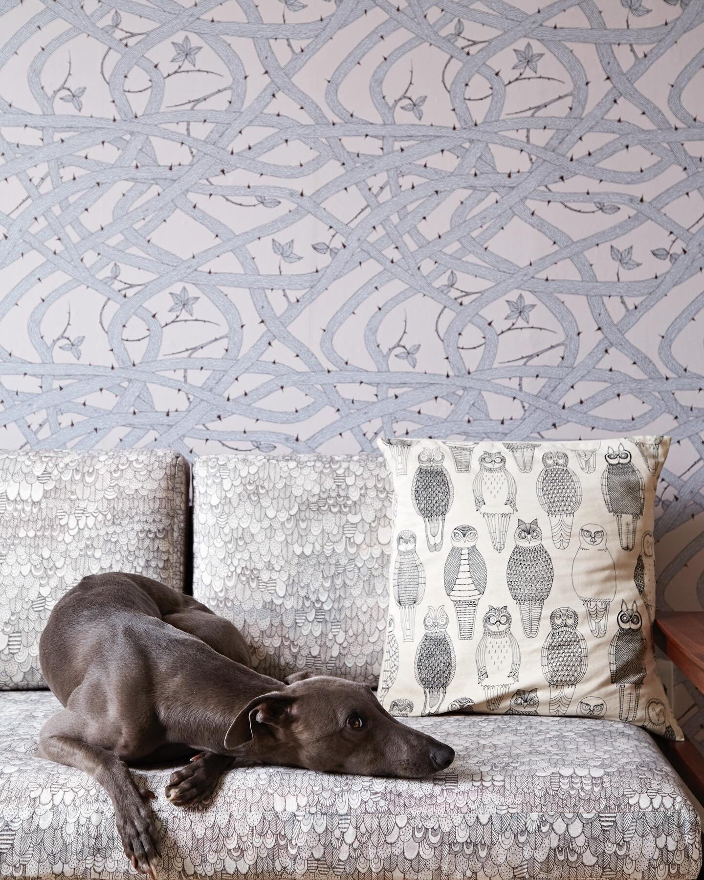 Claude in our old flat in North London, surrounded by pattern. Taken from my book Quiet Pattern, published 6 years ago this month 🤍🐾
📷 @aluncallenderphoto 

#quietpattern #whippetlove #whippetsofinstagram #bramblewallpaper #whippetlife