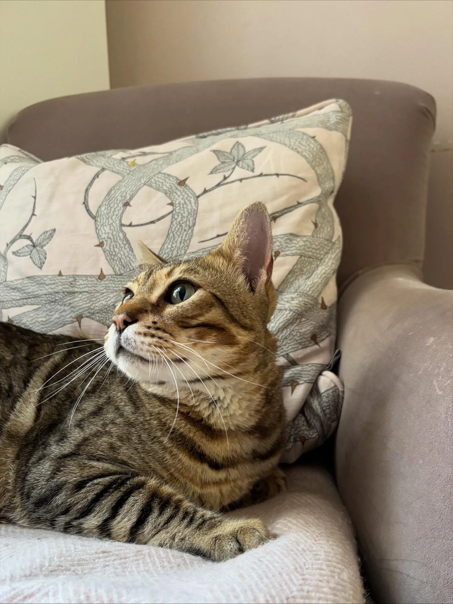 &ldquo;Rodger&rsquo;s favourite place to sit.&rdquo; Rodger the Bengal loves to cosy up next to a Brambleweb cushion in his home in North London 🐈🤍 @joannamillernw3