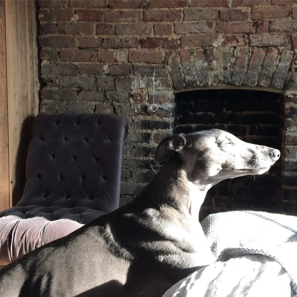 Happy birthday dear Claude! 13 today, arthritic but still going strong 🤍🎂🐾