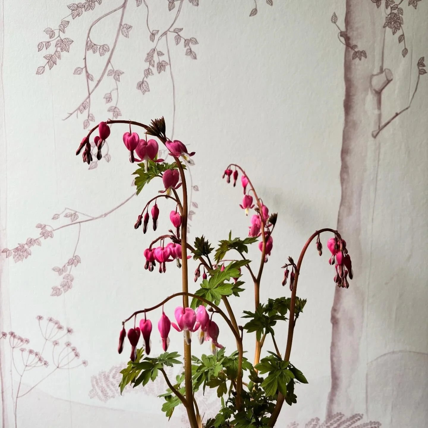 Legend Mural and beautiful bleeding hearts 🤍