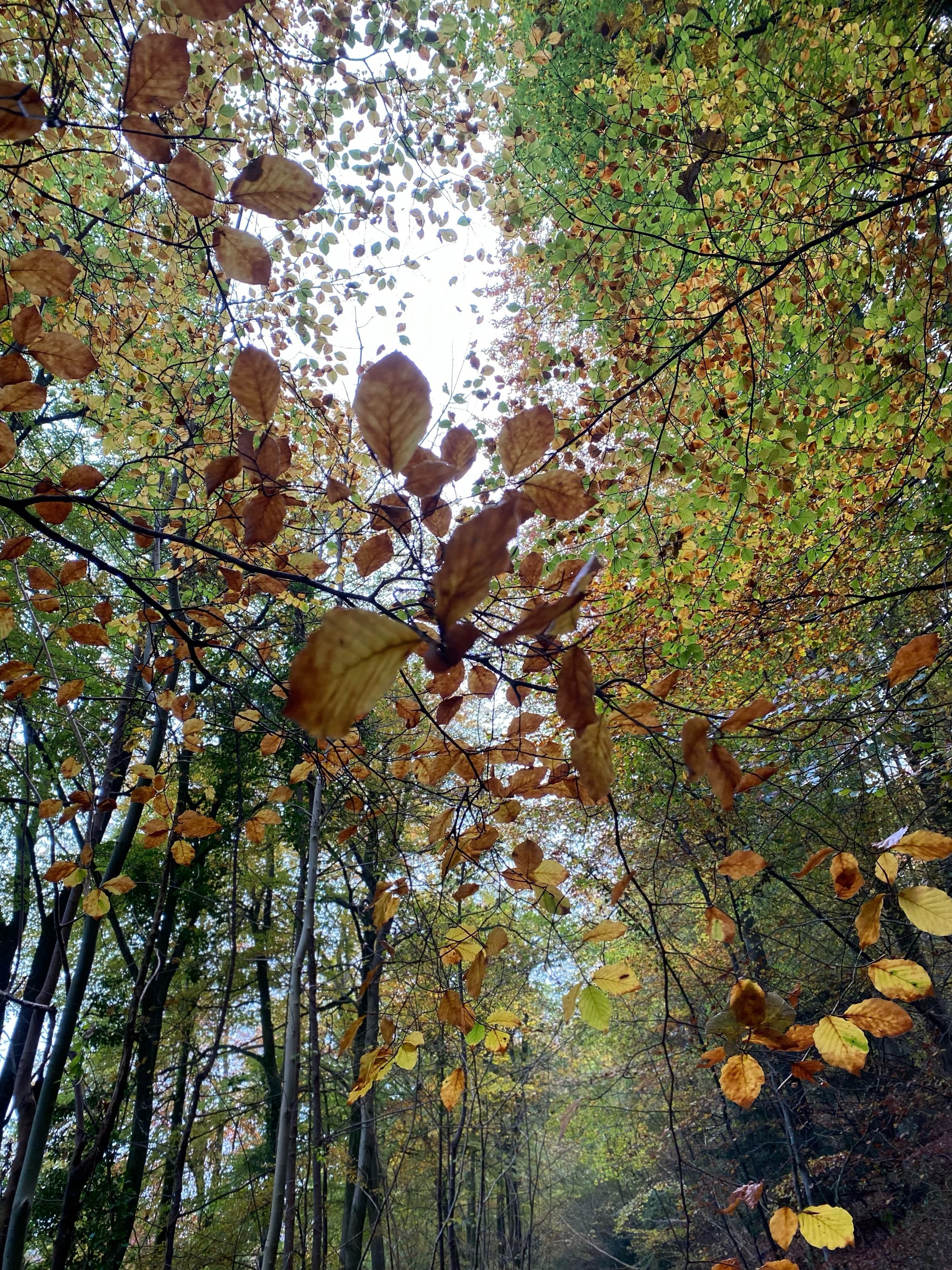 The changing colours of the beech trees filling the woodlands surrounding the village where I live and sketching delicate beech leaves for Legend Mural 🍂