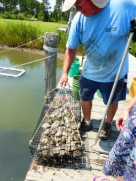 Oyster Farmer in Virginia