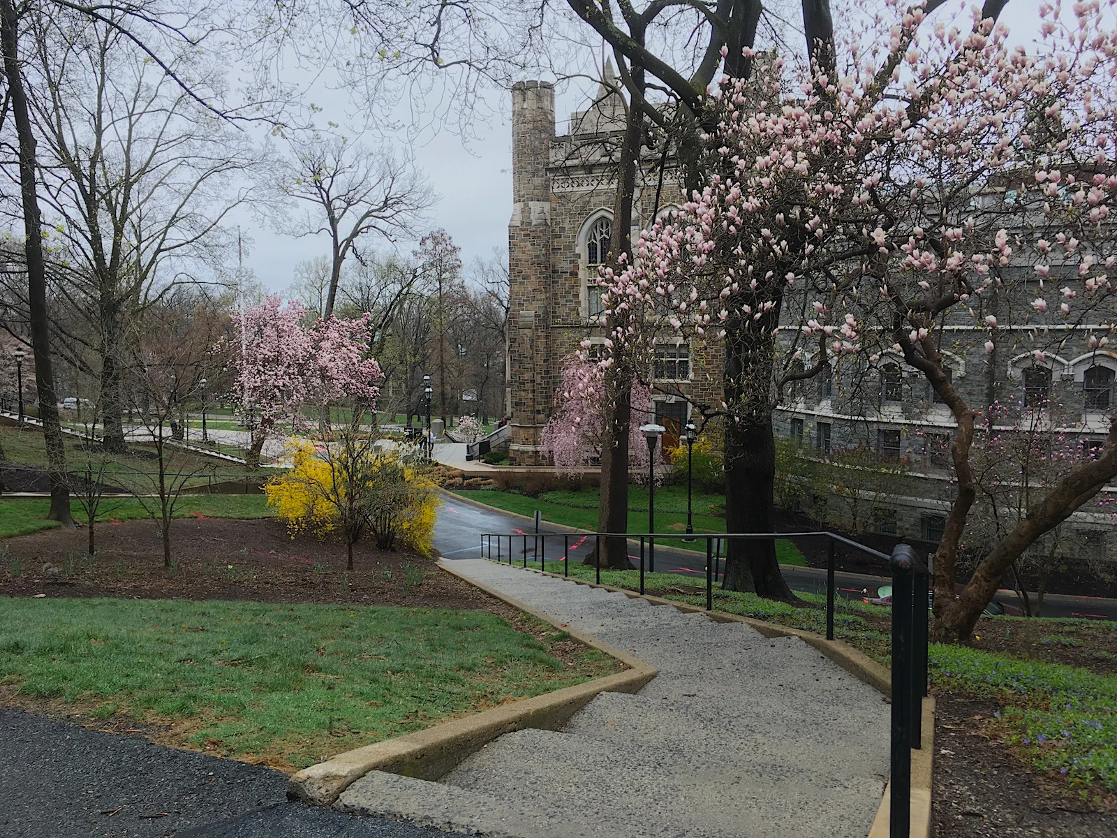 Lehigh-Cherry-Blossoms.jpg
