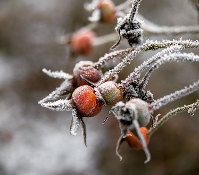 Jack Frost 🥶 just doing his thing.... Looking for beautiful quality cards? A selection of my images are now available for sale @chawtonhouse #images #forsale #greetingcards #cards #berries #frozen #winterscene #hampshiregardens #hampshire #uk #beaut