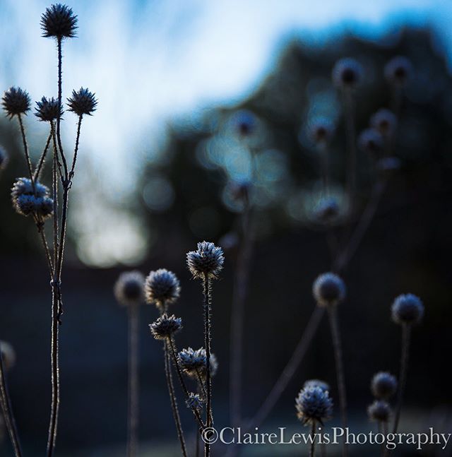 Frosty morning colour pallet.  Cold blues and a warm yellow as the sun breaks through.  #frostymorning #coldblues #seeingthelight #warmyellow #light #photography #hampshire #hampshiregardens #sunup #manorhouse #walledgarden #visituk #heritage #beauti