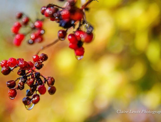 Happy Thursday everyone ! Winter berries laden with raindrops on this wet morning... something bright to cheer your day 💛#seeingthelight #warmyellow #light #photography #nature #naturephotography #berries #raindrops #hampshire #hampshiregardens #sun