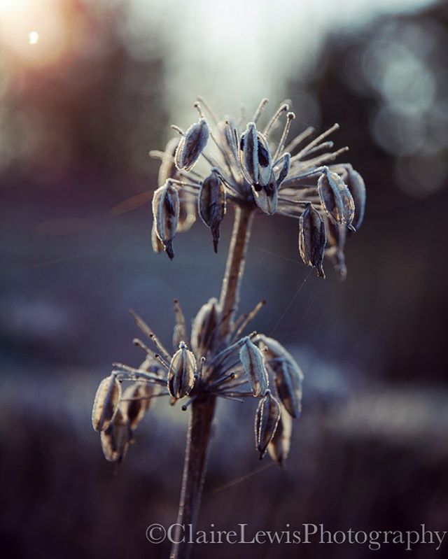 I&rsquo;m so over the rain, so require a little winter image - Winter mornings capture the most beautiful colours &amp; the seed heads never disappoint #frostymorning #coldblues #seeingthelight #warmyellow #light #photography #hampshire #hampshiregar