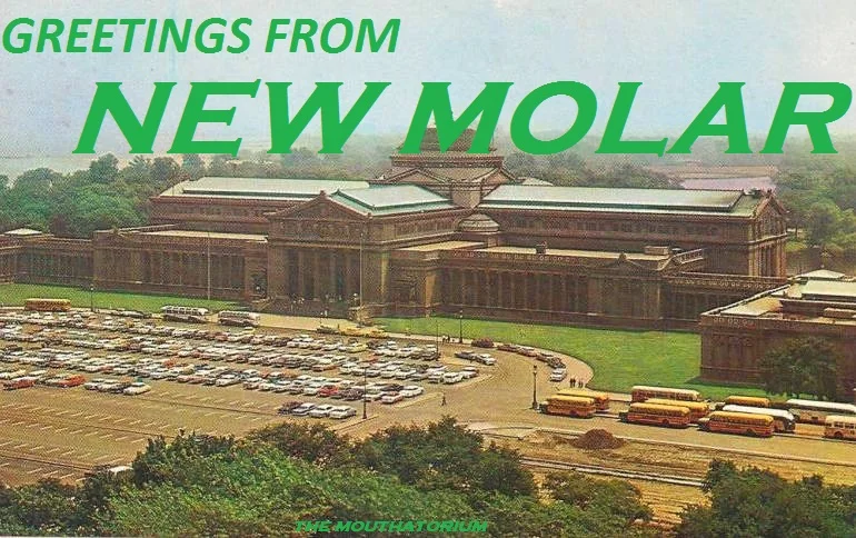 New Molar.jpg