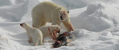 LIGHT A CANDLE, SAVE A SEAL