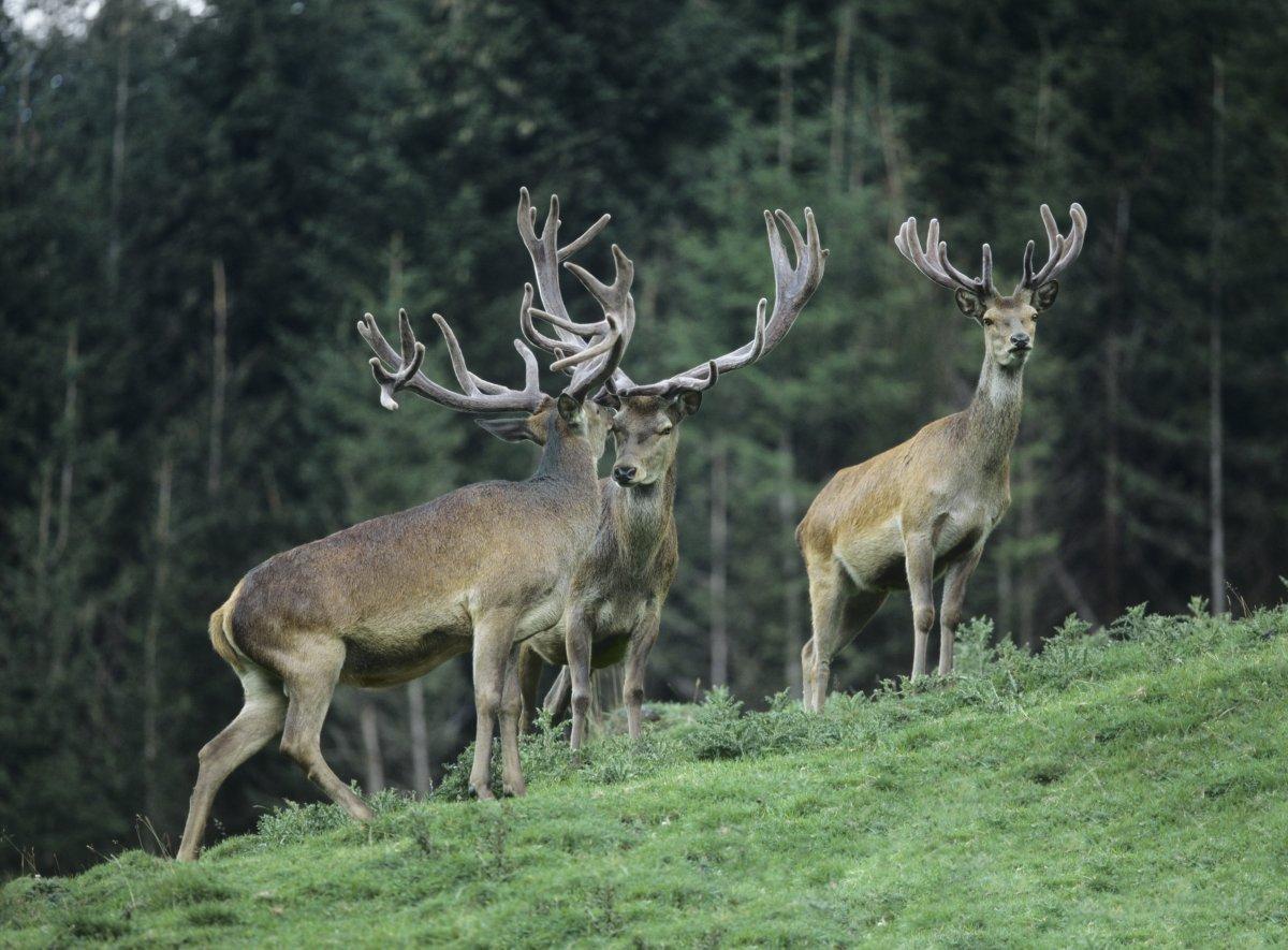 Red deer, harts, stags, call them what you want, but you won't find them in Arkansas