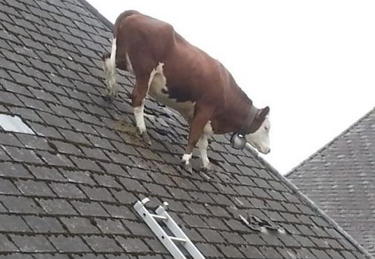 How now, brown cow?