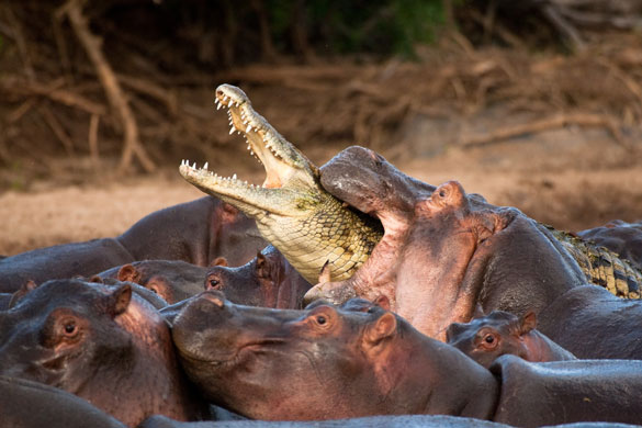 Nasty critters