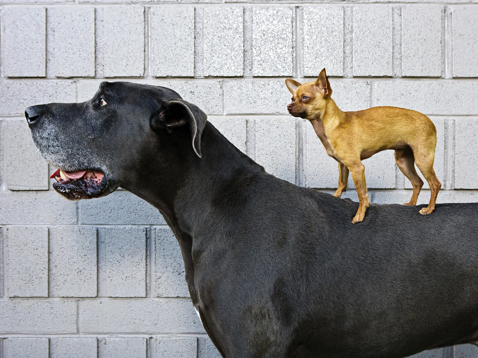 Related: akc has decided that breed CATEGORIES will now be determined by how an individual dog may choose to self-identity