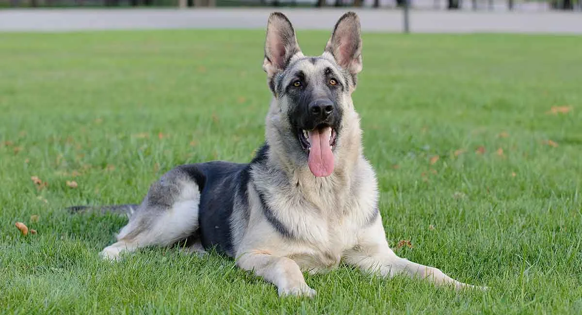 “I say it’s time for open borders at Tod’s Point! — woof!”