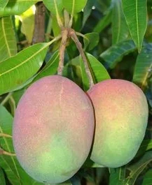 The Mango Temple with Juliette Dragon and Bianca Wolff