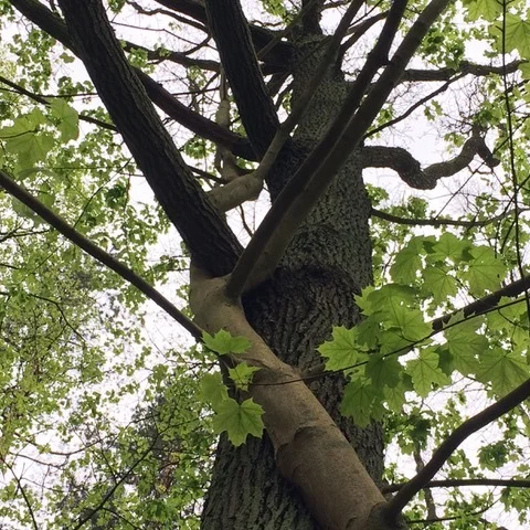 Letting the Trees Talk to Us with Klara Lotte