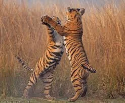 Mating Calls and Dances with Paul Walker & Gideon Payten-Griffiths