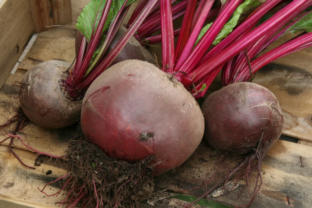 BEETROOT TAGLIATELLE