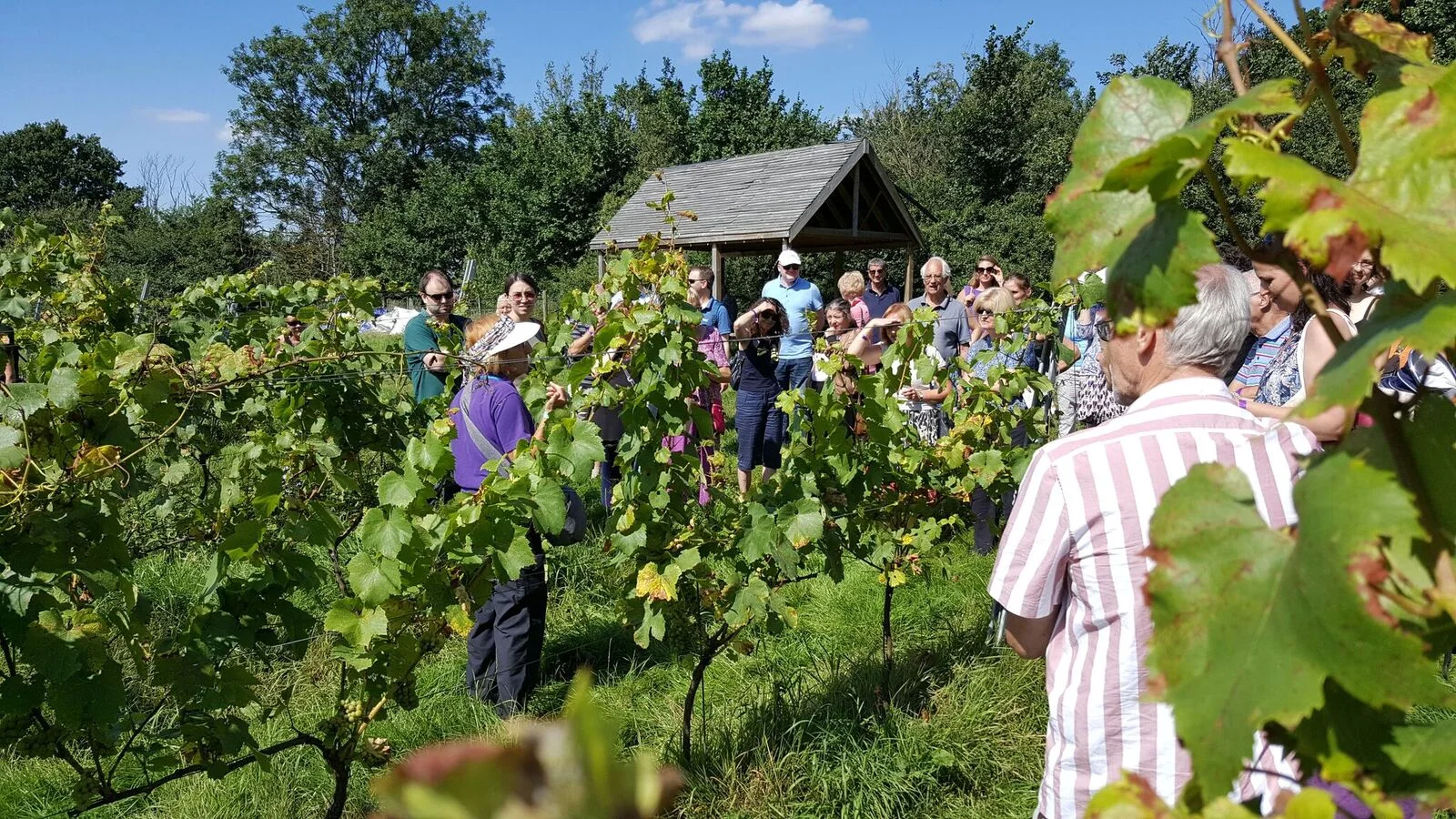 vineyardtour2.jpg