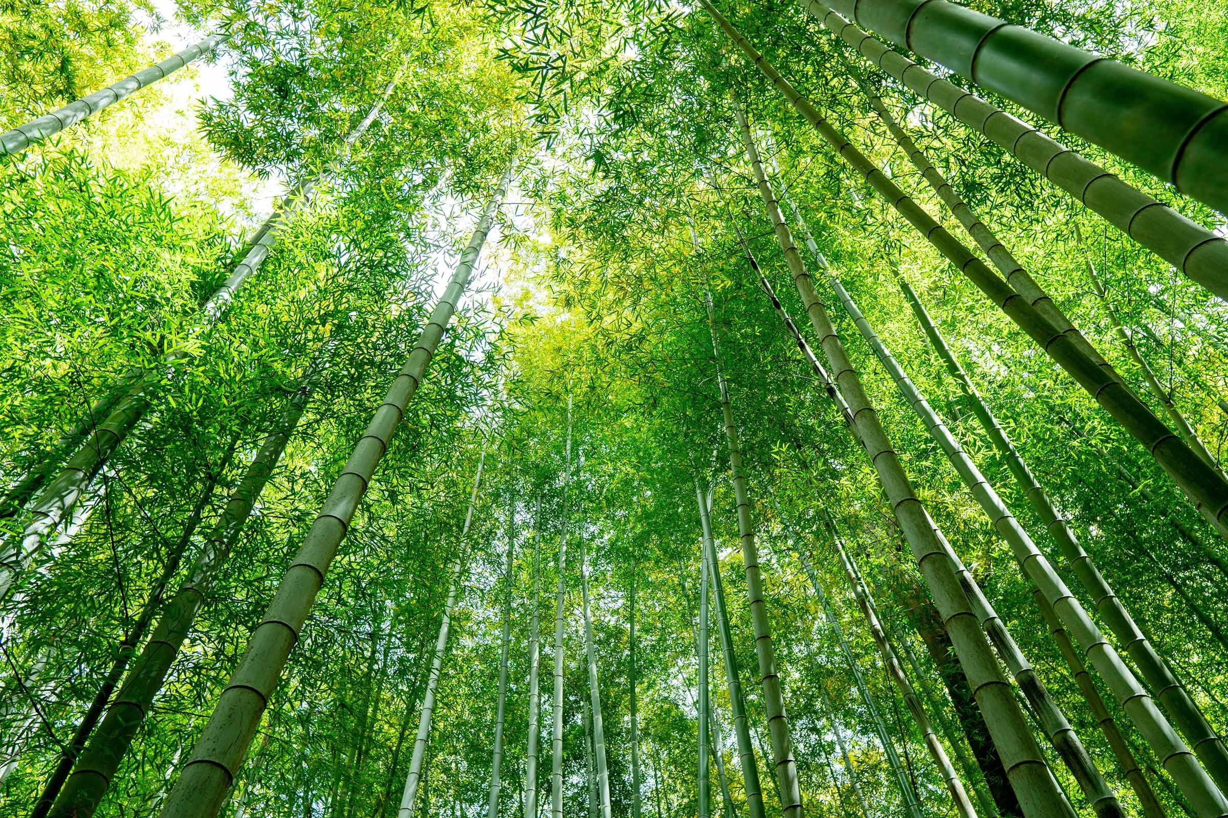 Le couvert d'apprentissage Bamboo Jungle Vibes