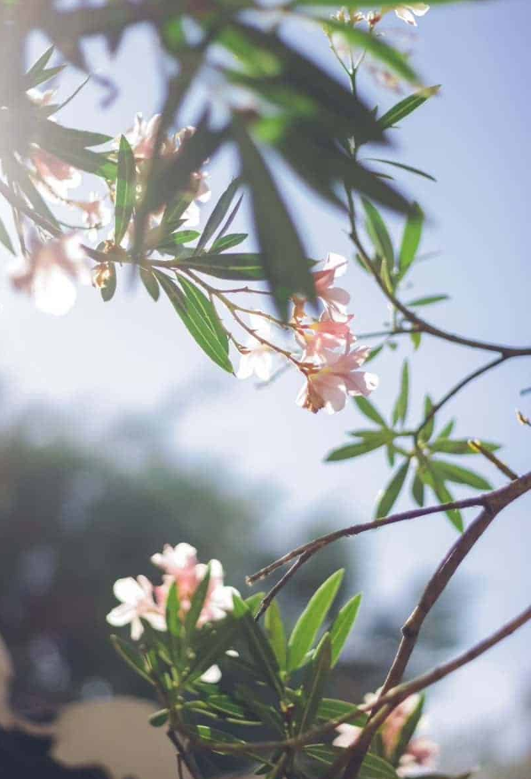 Marcel Steiner Blume.png