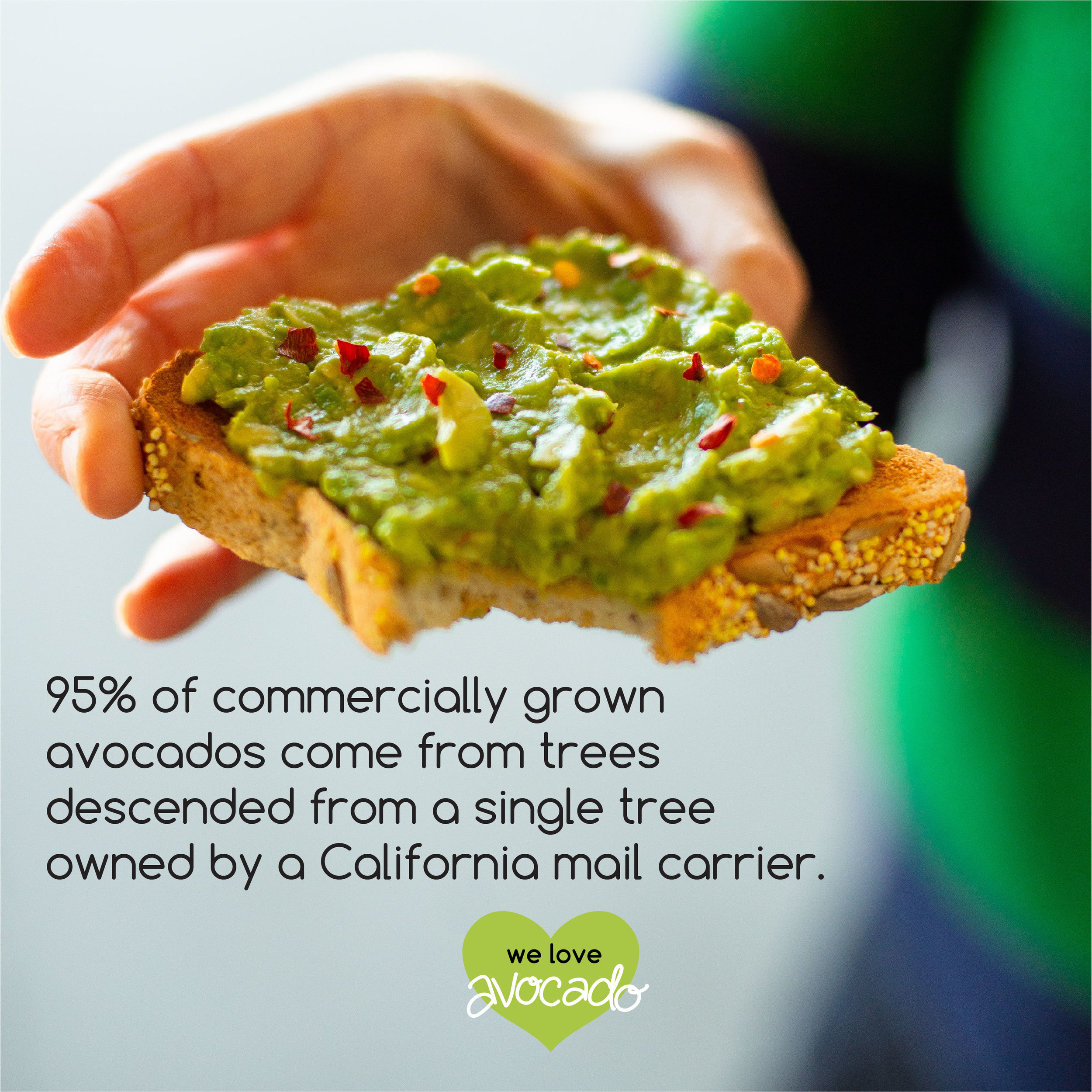 _fun facts_AVOCADO-06.jpg