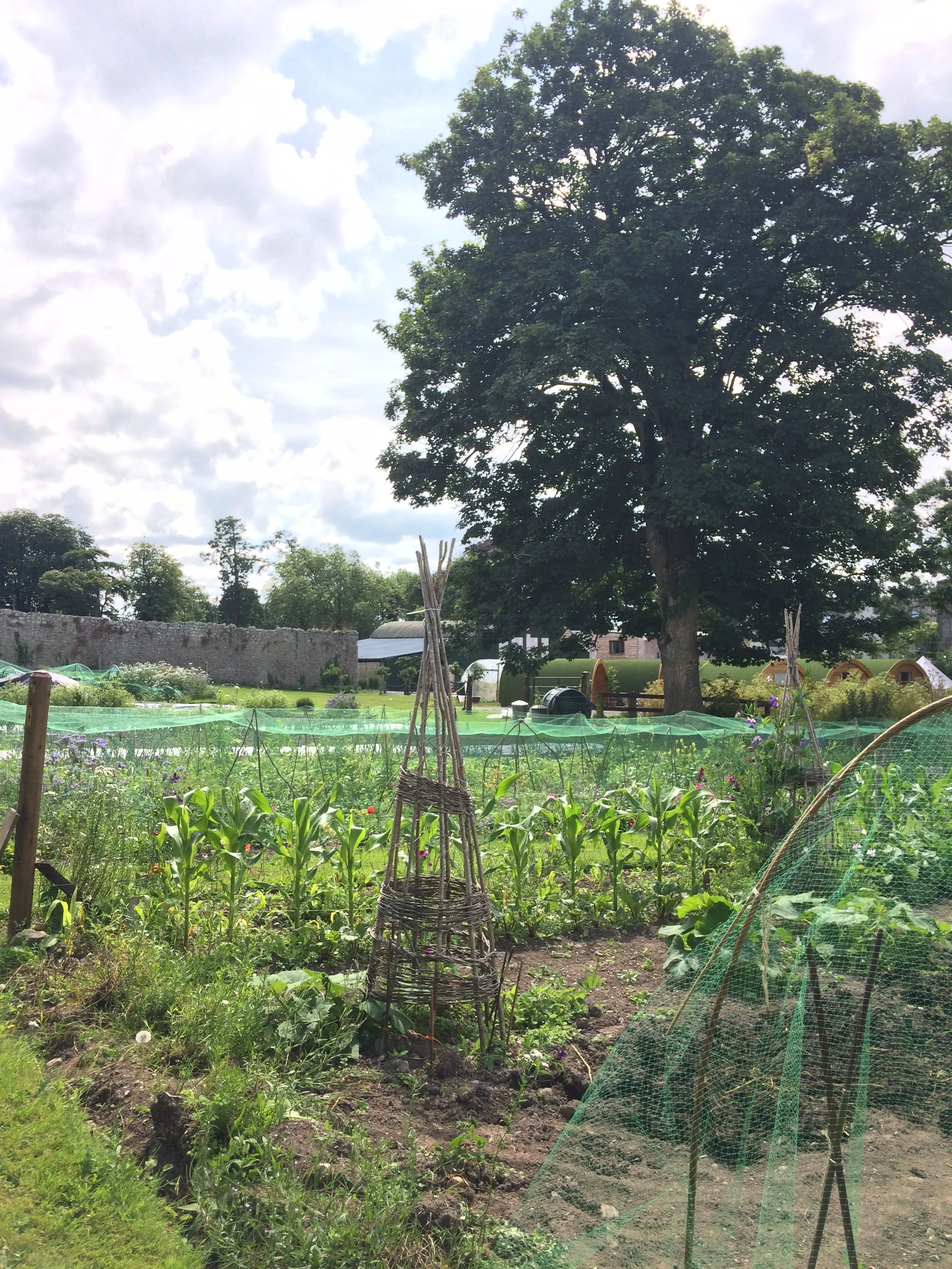 A Visit to our Garden - Summer Update