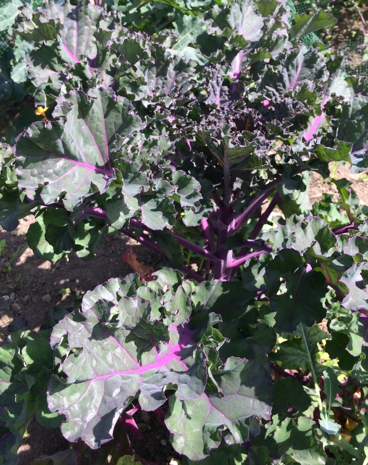 Our Kalettes
