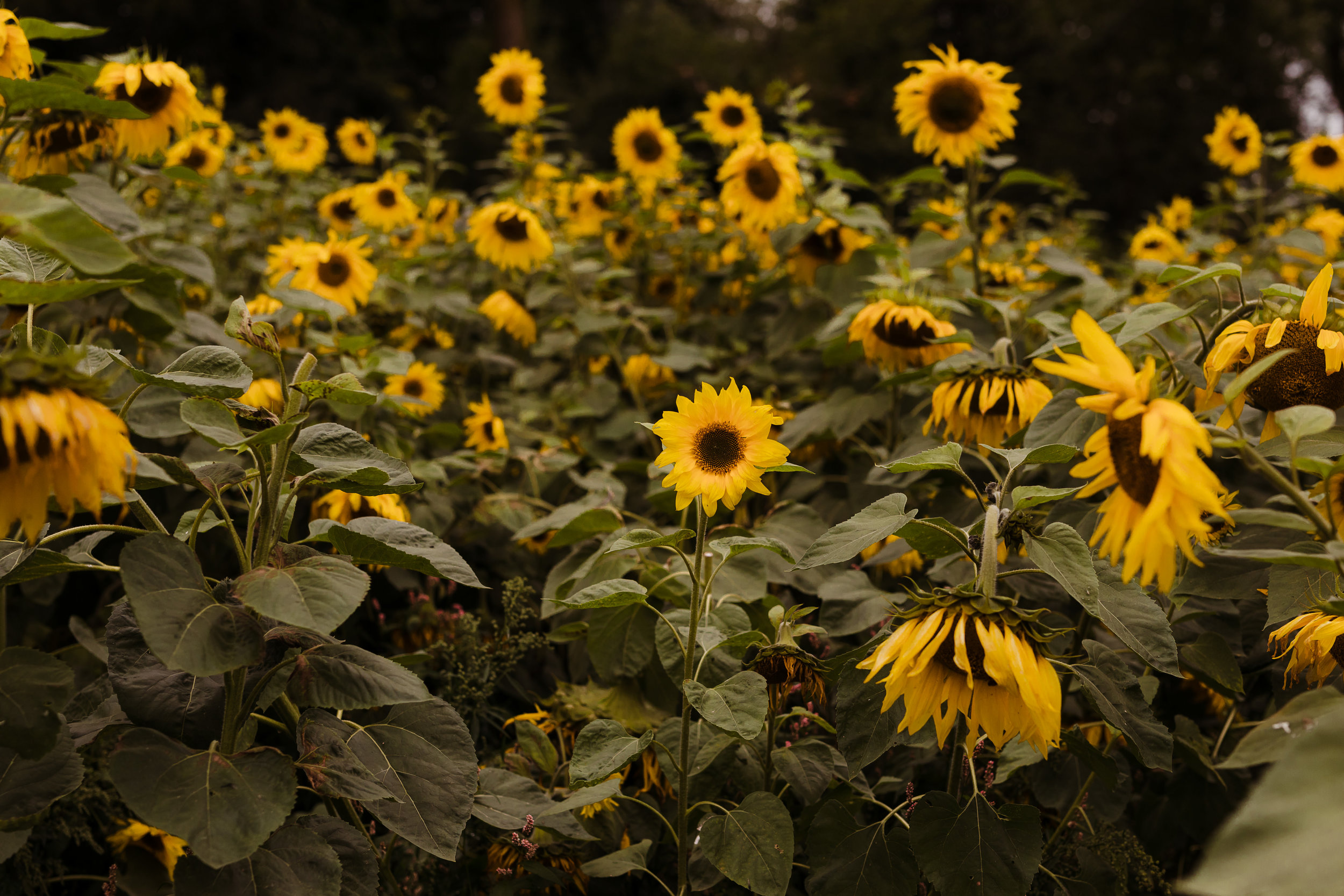 Sunflowers