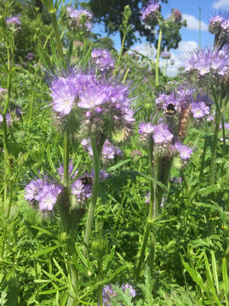 Flowers in bloom