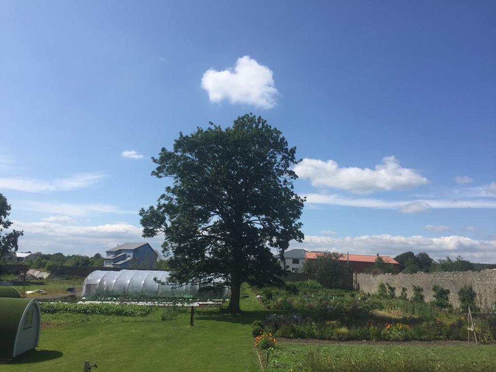 Organic vegetable polytunnel