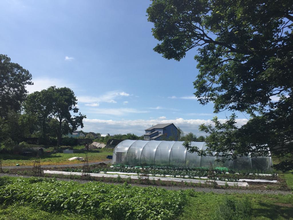 The garden after work in June 2019