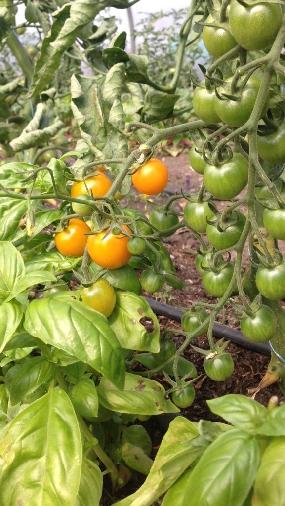 Organic tomatoes