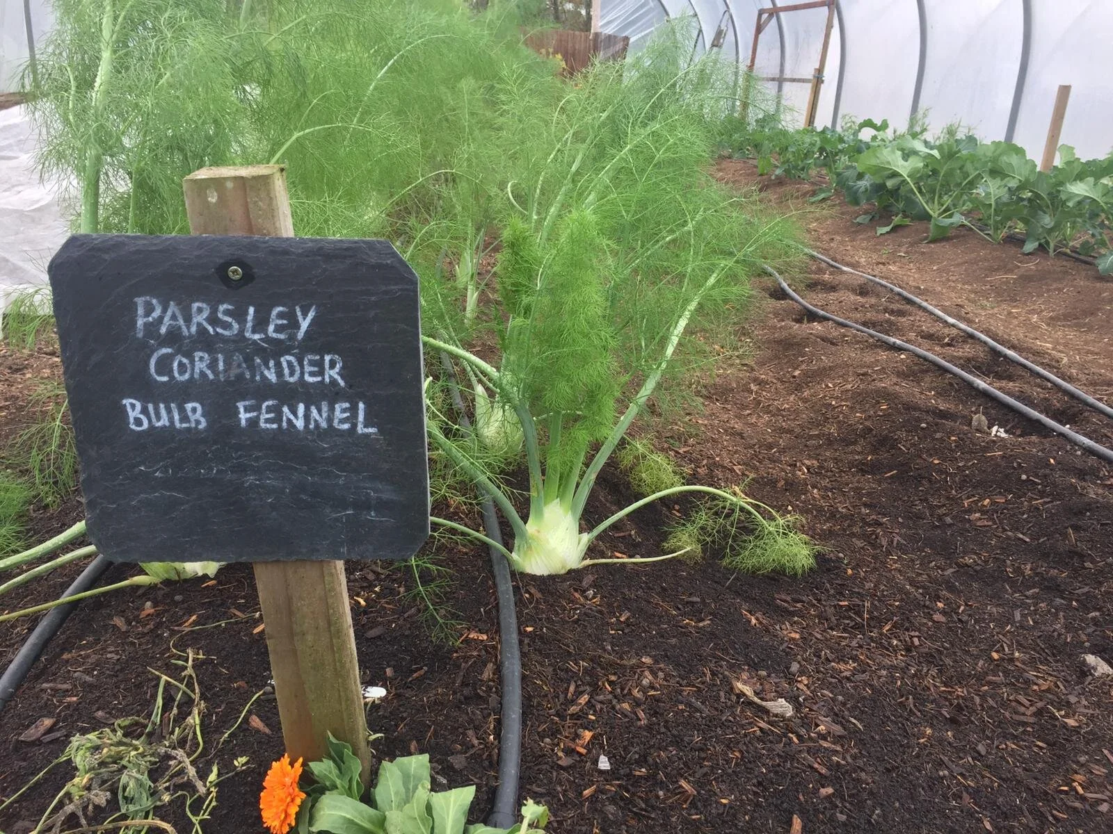 The majestic fronds of bulb fennel (they smell pretty good too!)