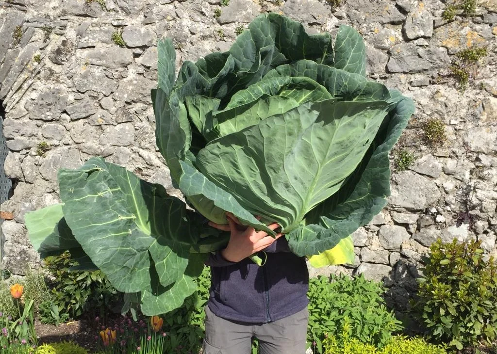 Winter Gardening at Cloughjordan House