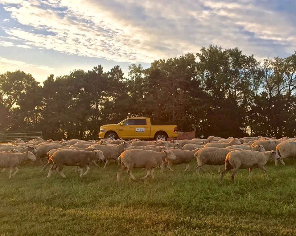 sheep1.jpg