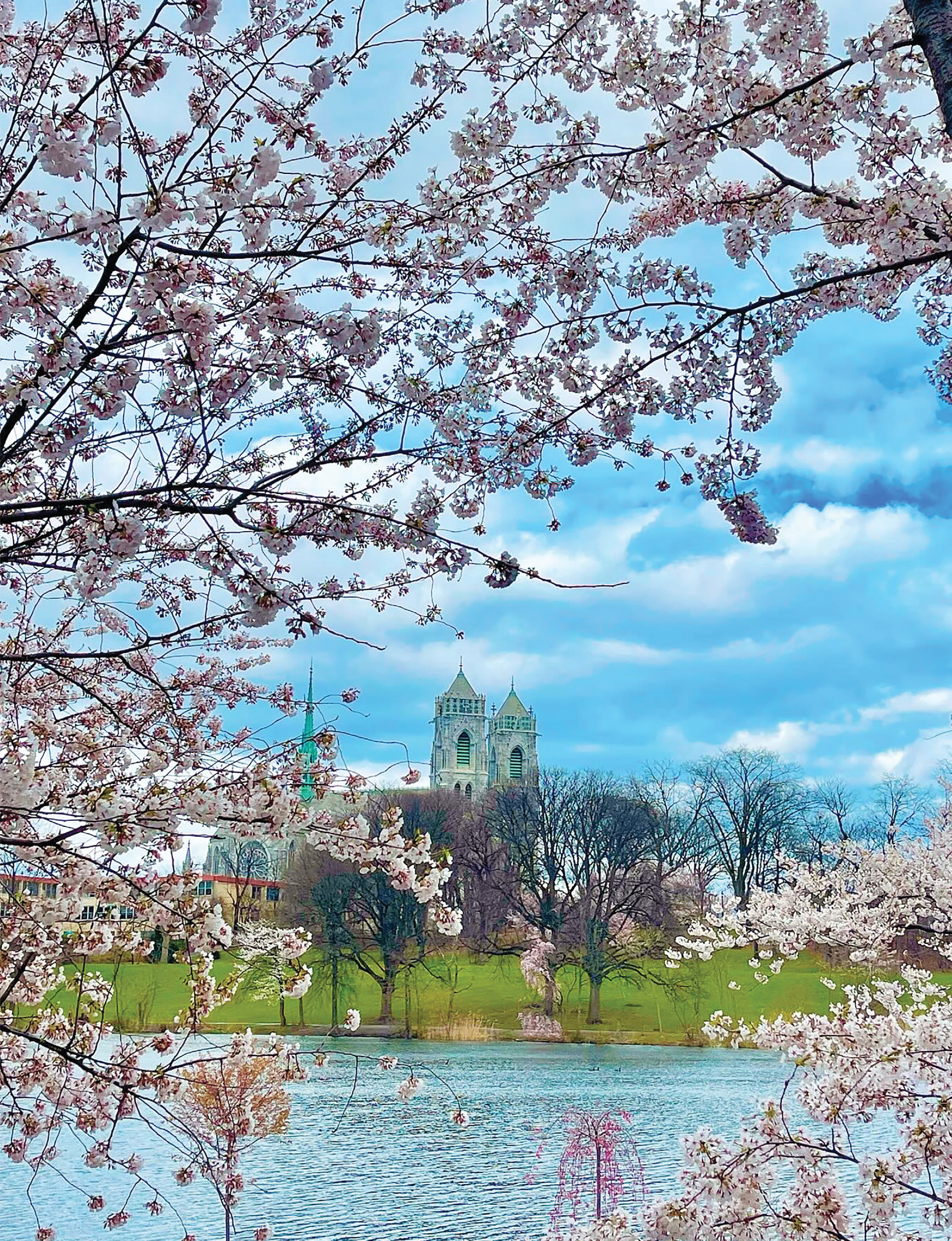 Branchbrook Park New Jersey Cherry Blossoms