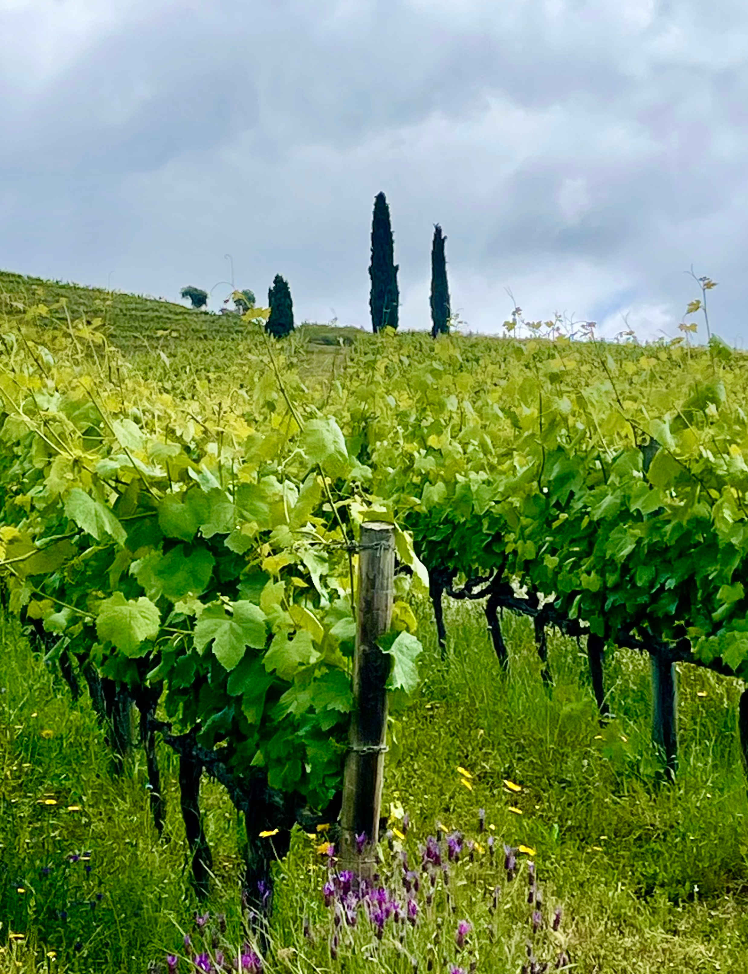 Douro Valley Portugal vineyards