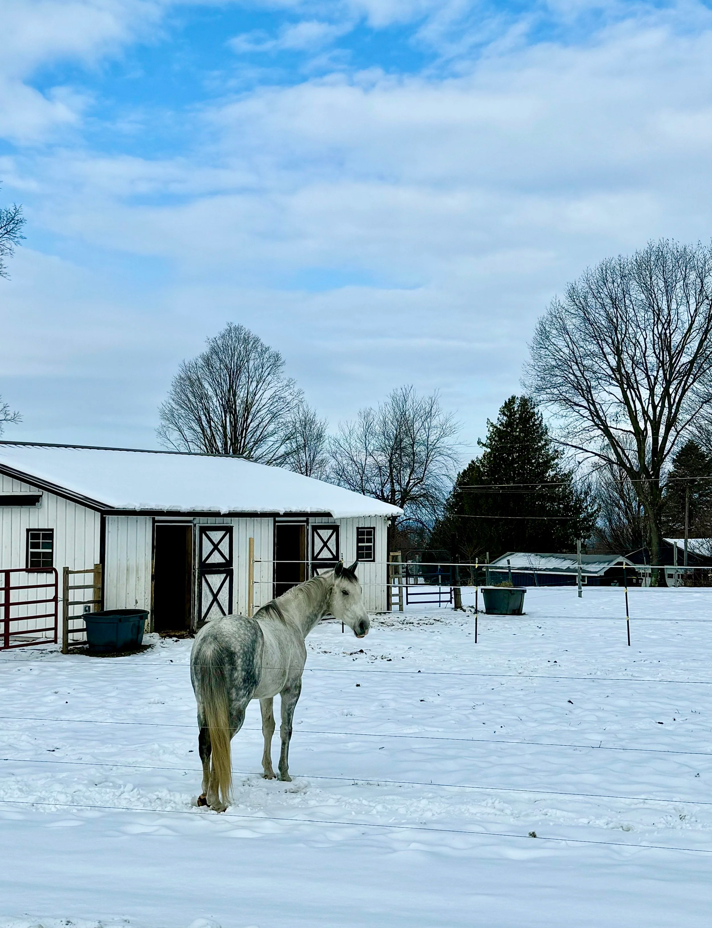 Horse standing in the snow