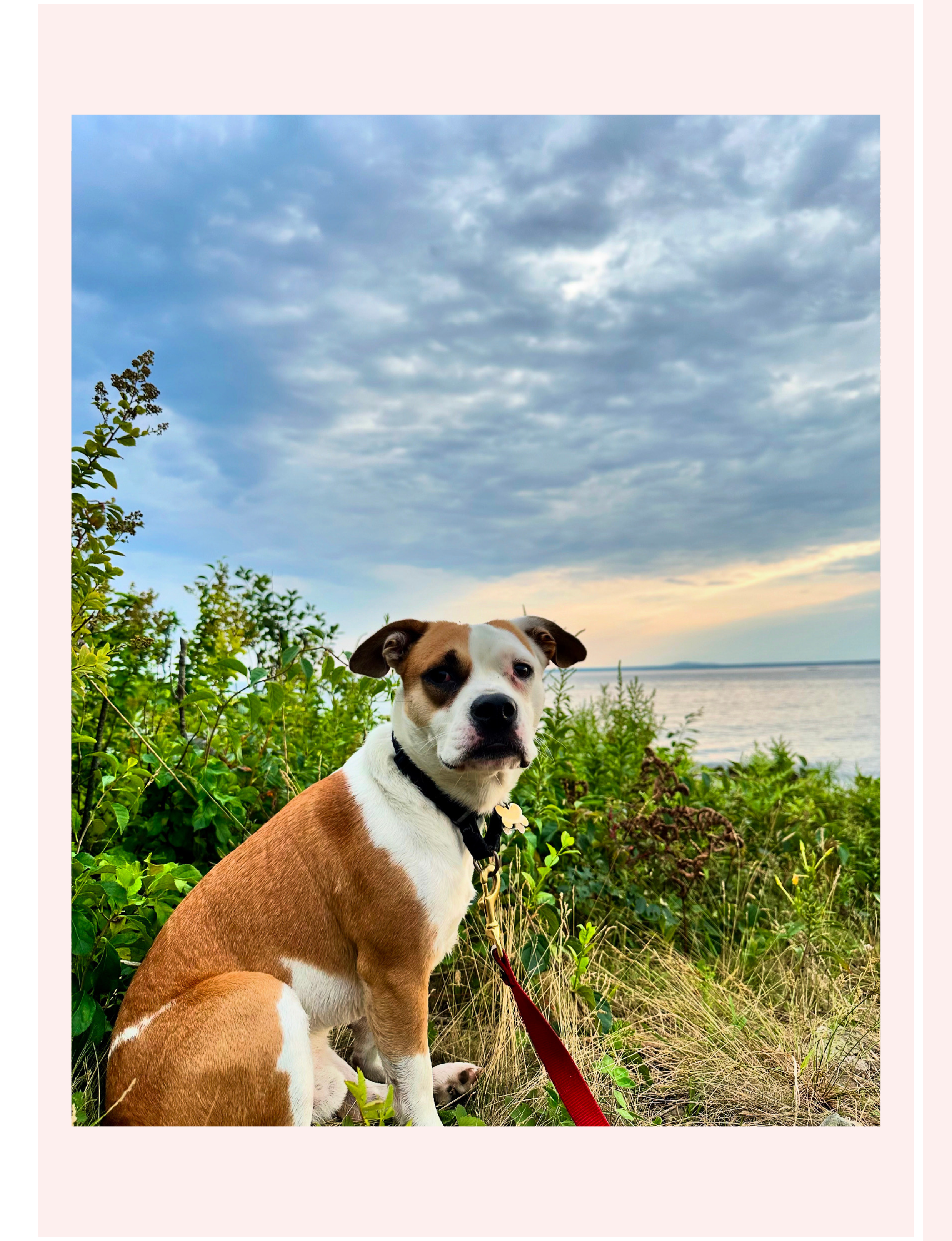 Michele Rosenthal's dog enjoying a sunset in Maine